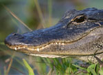 everglades np