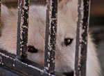 wolven in gevangenis