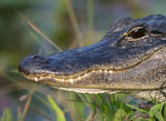 hond gered van alligator